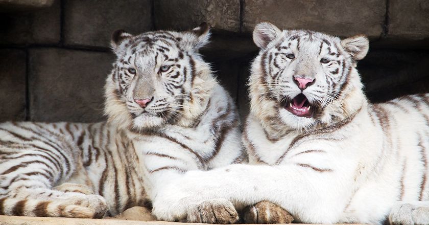 動物園・牧場